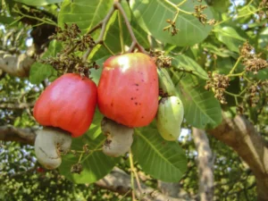 Hạt điều Ivory Coast