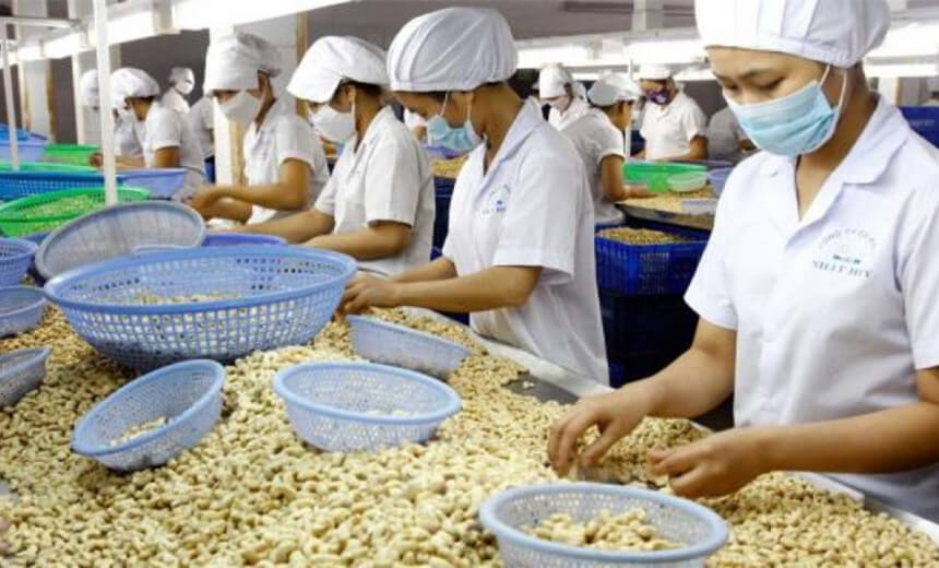 global-cashew-processing-hub