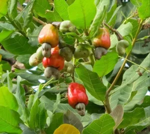 Hạt điều Guinea Bissau